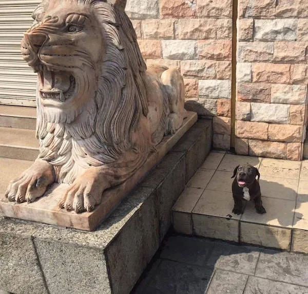 Šteňa vedľa mohutnej sochy leva na kamennej terase pred budovou.