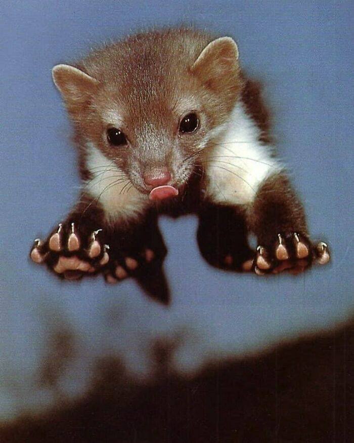 Mládé zviera v skoku s vyplazeným jazykom a zameraným pohľadom na modrom pozadí.