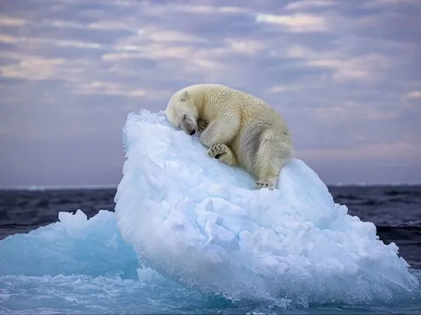 Ľadový medveď spokojne spí na kusu plávajúceho ľadu v Arktíde, v pozadí morská hladina a zamračená obloha.