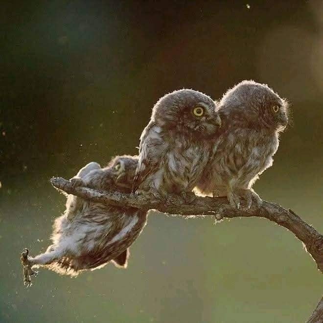 Tri mláďatá sov sedia na vetve, jedno z nich sa nešikovne drží nadol.