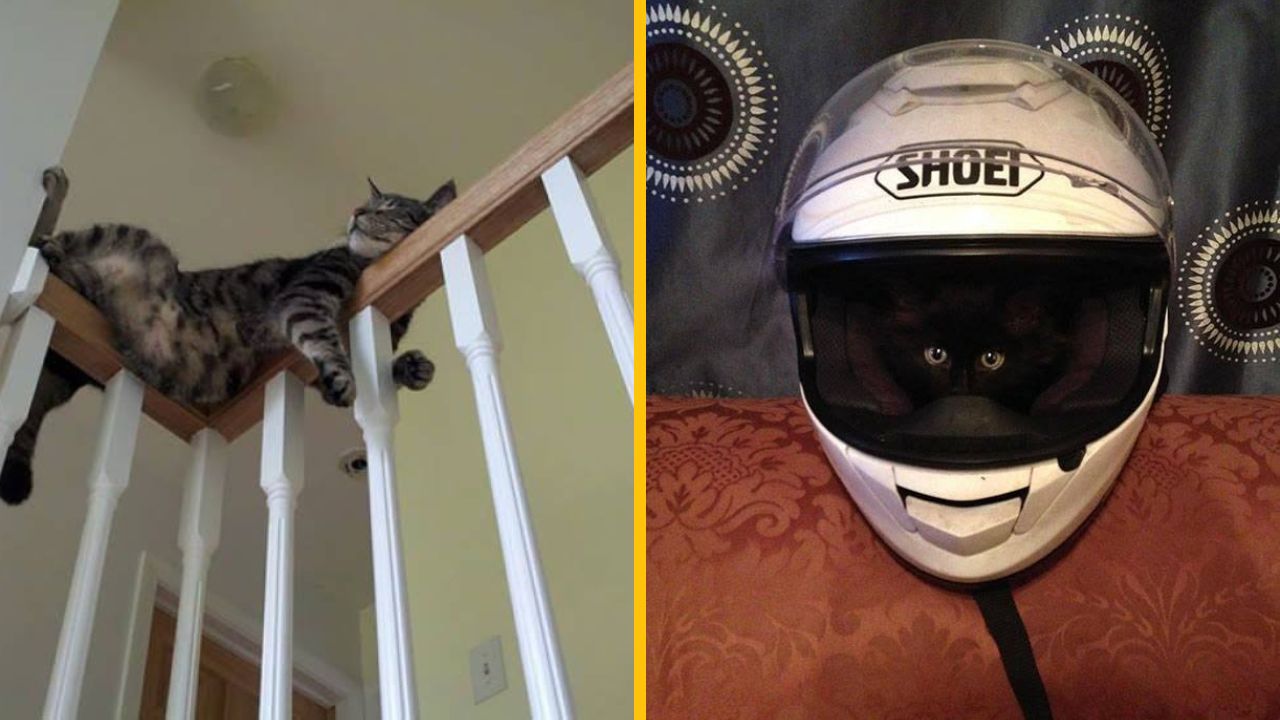 Mačka leňoší na zábradlí a iná mačka sa skrýva v prilbe na motorku.