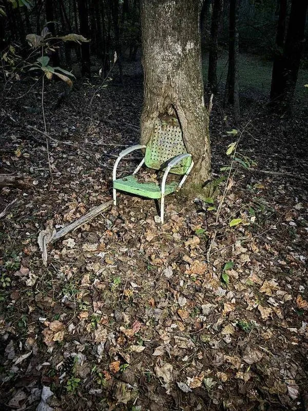 Staré kreslo zarastené do kmeňa stromu v lese, obklopené padajúcim lístím.