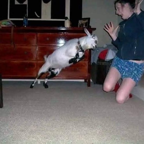 Cap zajatý v skoku vo vnútri, vedľa prekvapenej osoby, v obývačke s červenou komodou v pozadí.