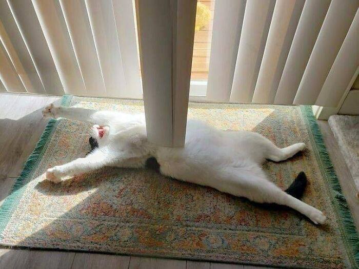 Mačka leží na koberci medzi žalúziami a natiahnutá v slnečnom svite.
