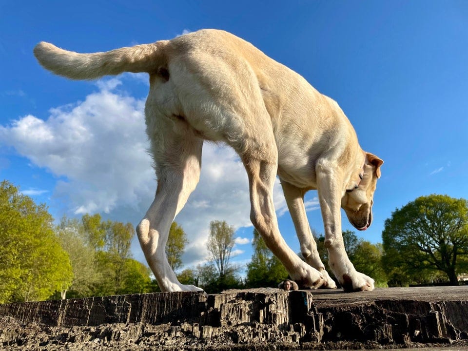 Žltý labrador skúma drevený kmeň v slnečnom parku, obloha je modrá s oblakmi.