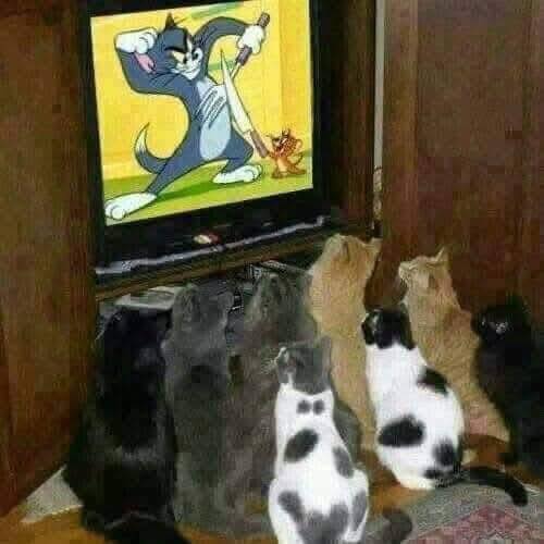 Mačky sledujú kreslený seriál Tom a Jerry na televízore.