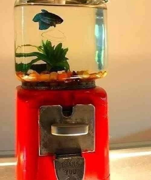 Rybička v akváriu na automate na žuvačky, kreativita vo využití bežných predmetov pre vodný svet.