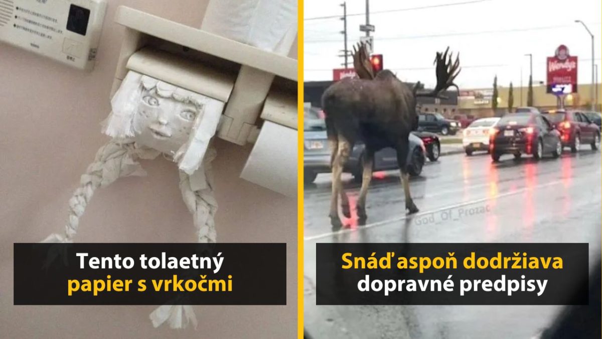 Naľavo je toaletný papier s tvárou a vrkôčikmi, napravo je los na ceste vedľa áut.