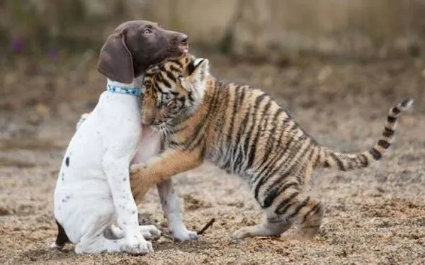 Šteniatko a mláďa tigra sa hrajú na piesčitom teréne, vyjadrujú priateľskú interakciu medzi zvieratami.