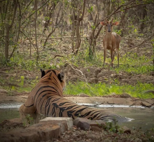 Tiger vo vode pozoruje mláďa antilopy v lese, zaujímavá scéna z divokej prírody.
