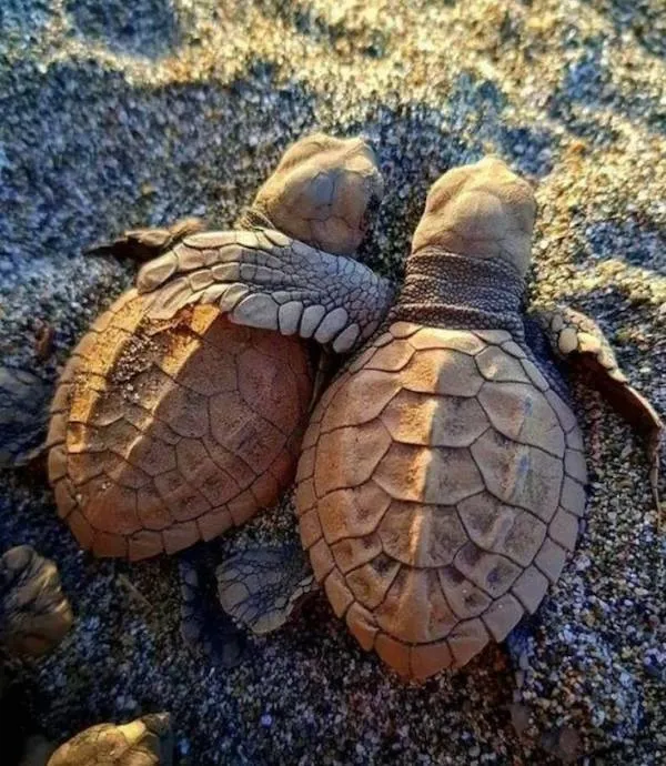 Dve malé morské korytnačky na piesku mieria k oceánu za krásneho ranného svetla.