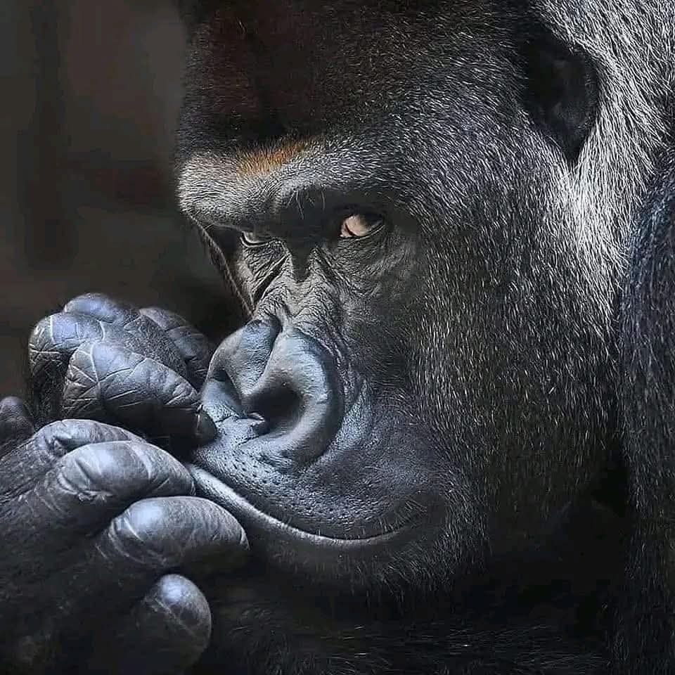 Gorila v detailnom zábere s premýšľavým pohľadom, dotýka sa pery.