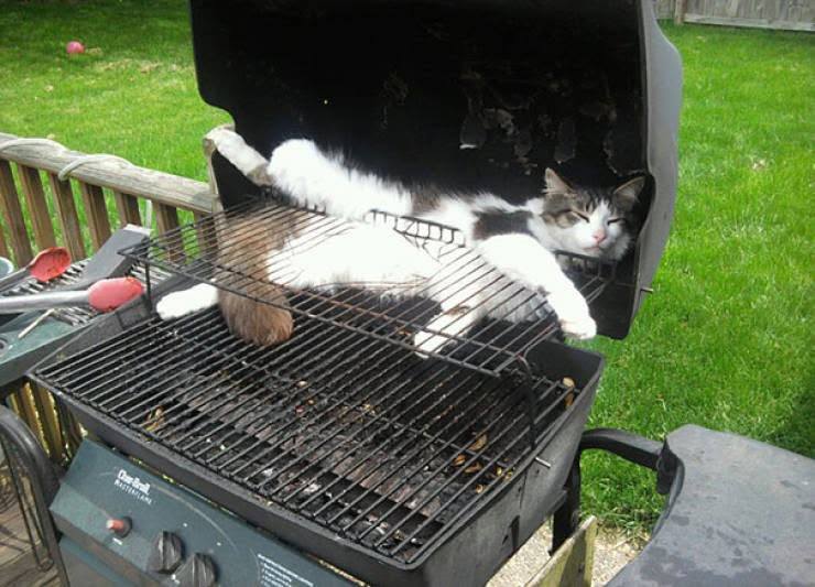 Mačka oddychuje na grile na záhrade, užíva si slnečný deň vonku.