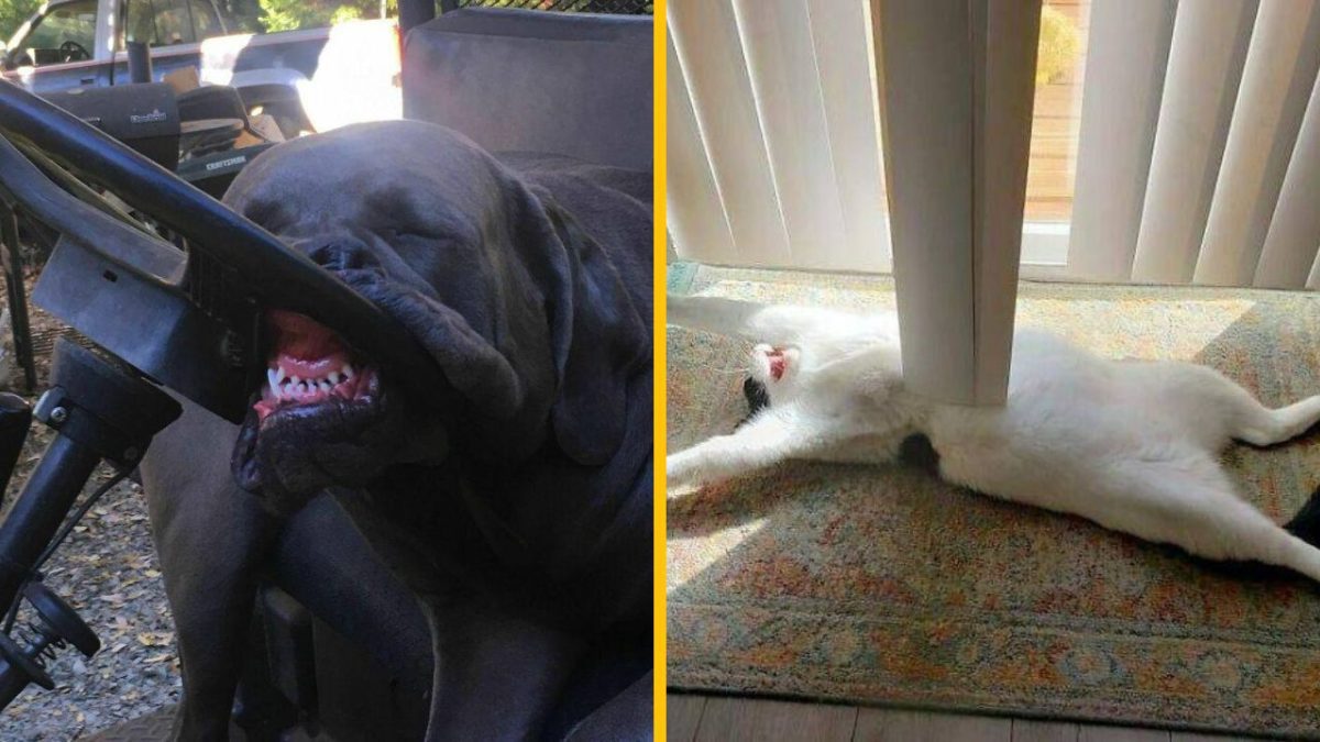 Pes oddychujúci s hlavou na volante a mačka uvoľnene ležiaca pod žalúziami.