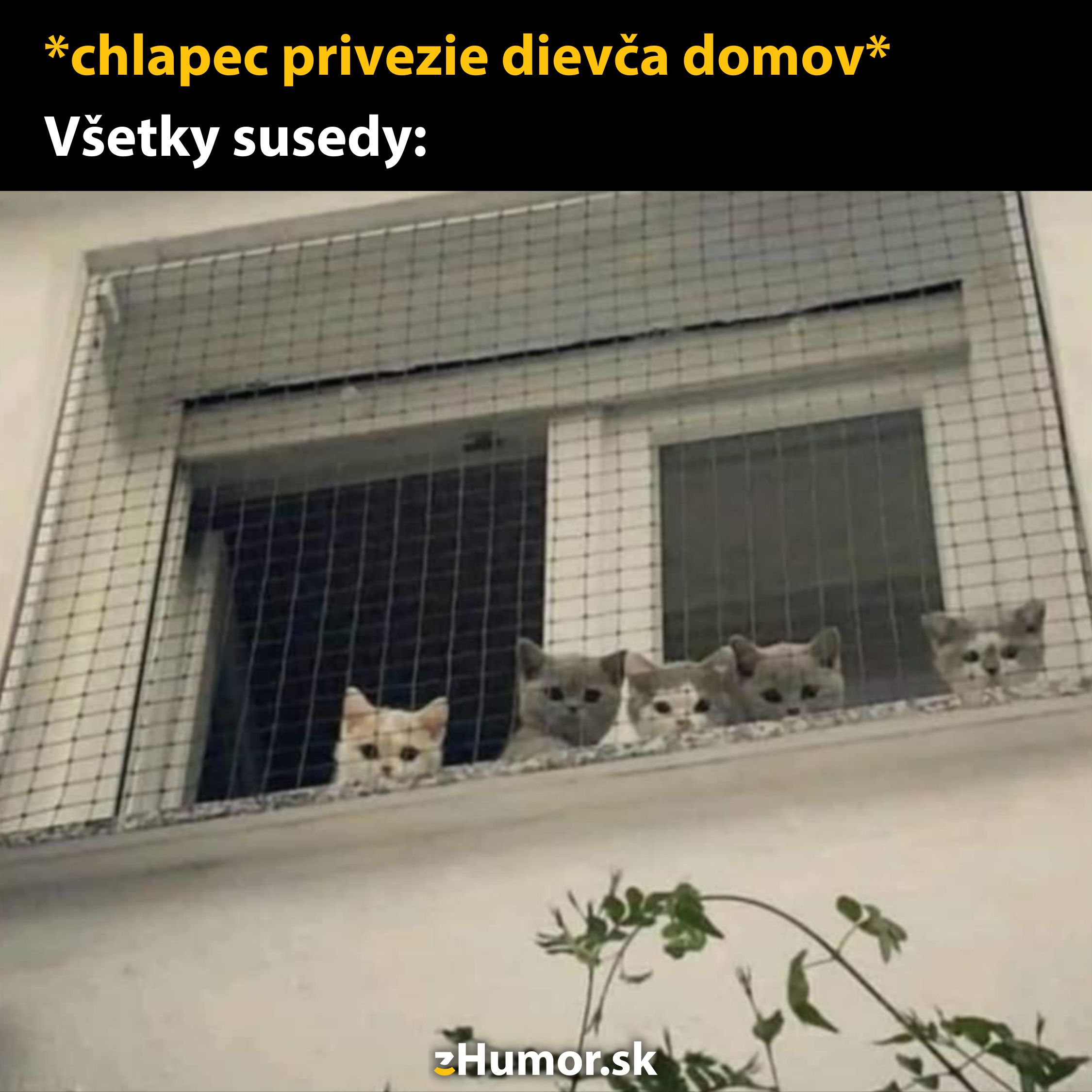 Kočky sledujú chlapca, ktorý prichádza s dievčaťom k oknu, ako zvedavé susedky.