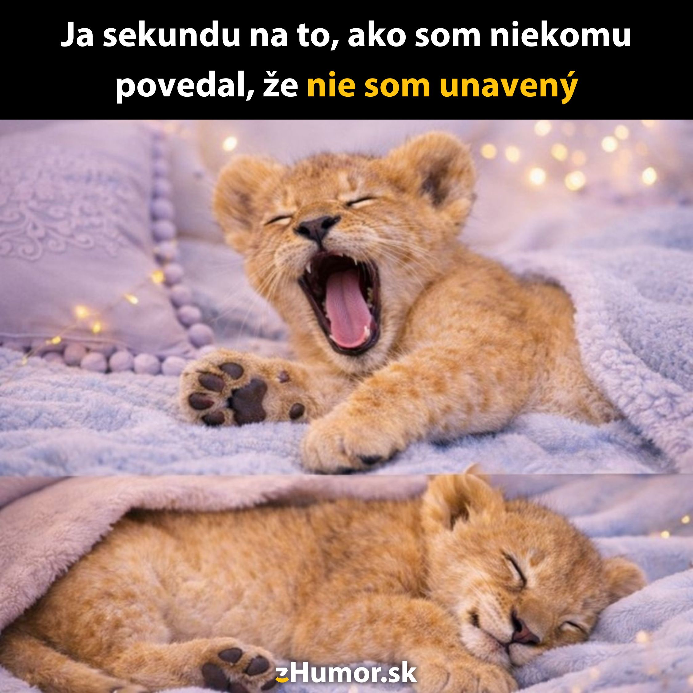 Levíča zíva pod dekou, potom spí. Text: Ja sekundu na to, ako som povedal, že nie som unavený.