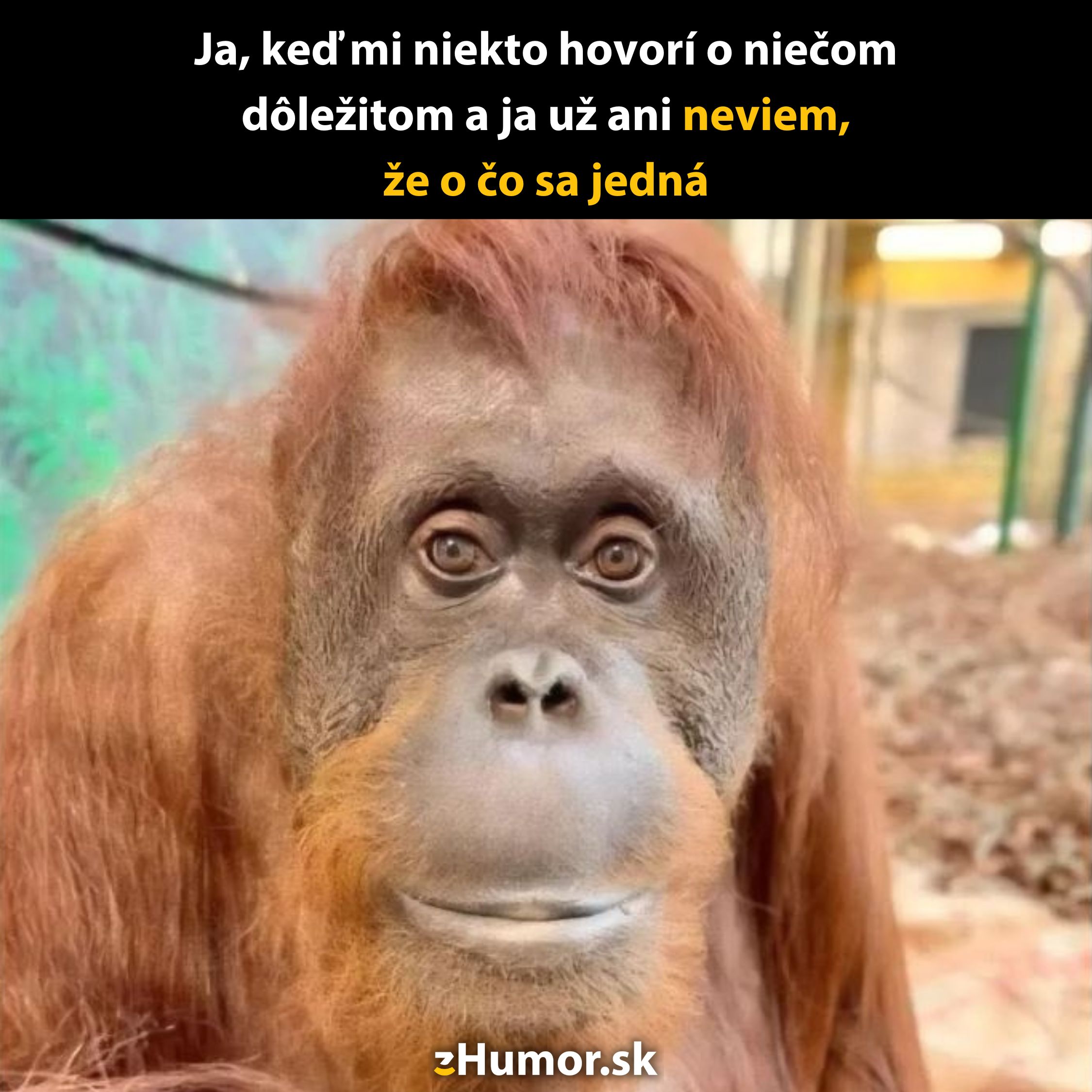 Opica s ironickým výrazom, sprevádzaná vtipným textom o neporozumení dôležitých rozhovorov.