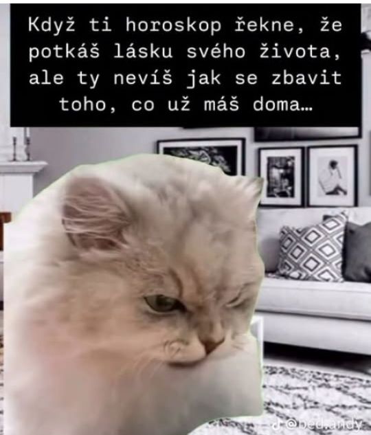 Vtipný obrázok mačky s nápisom o dileme medzi horoskopom a aktuálnym vzťahom.