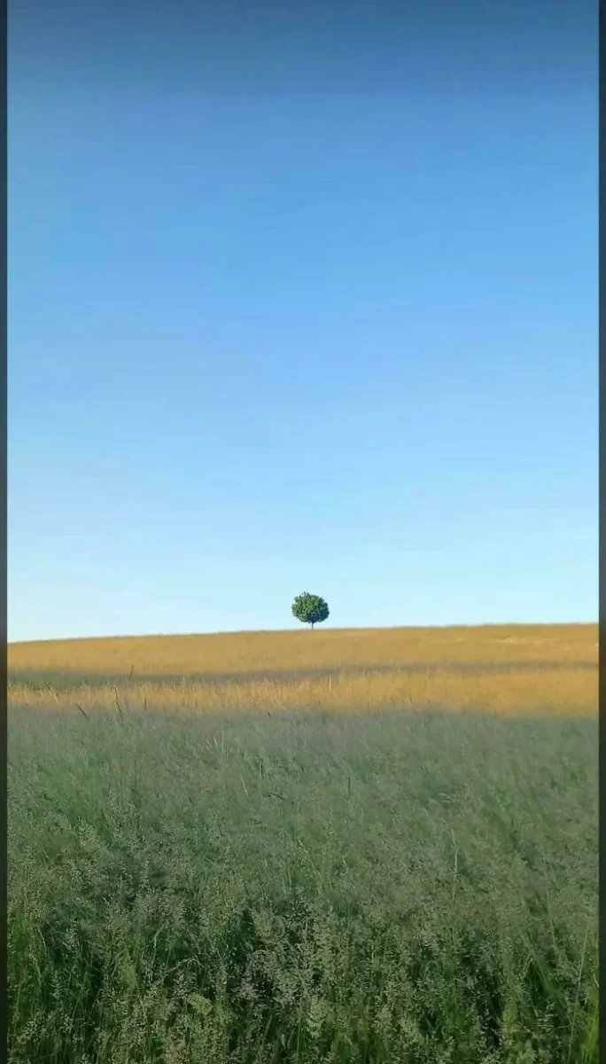Osamelý strom na zelenej lúke pod čistou modrou oblohou. Malebná príroda a pokoj krajiny.