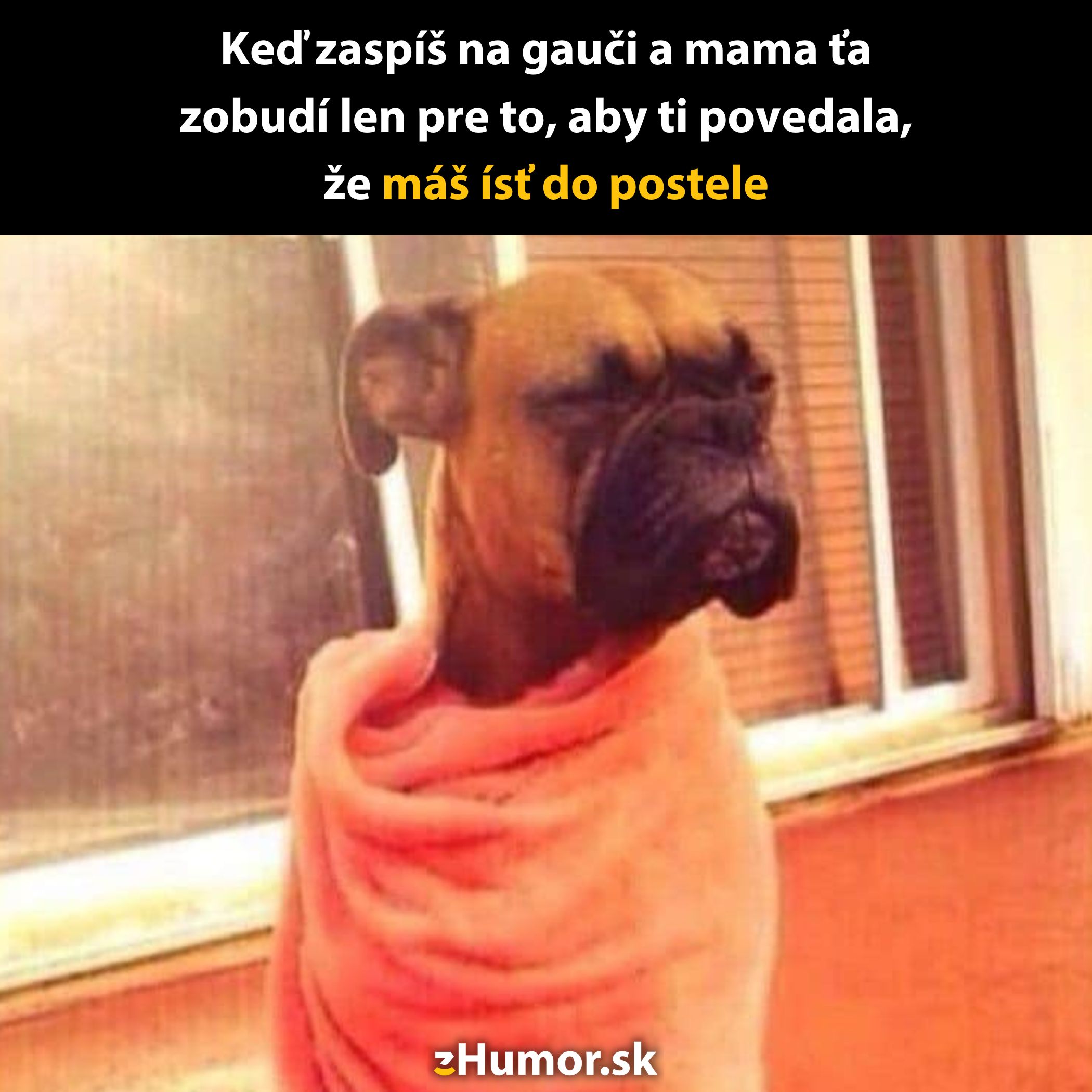 Pes zabalený v deke s ironickým výrazom tváre, scéna s textom o prebúdzaní na gauči kvôli príkazu ísť do postele.