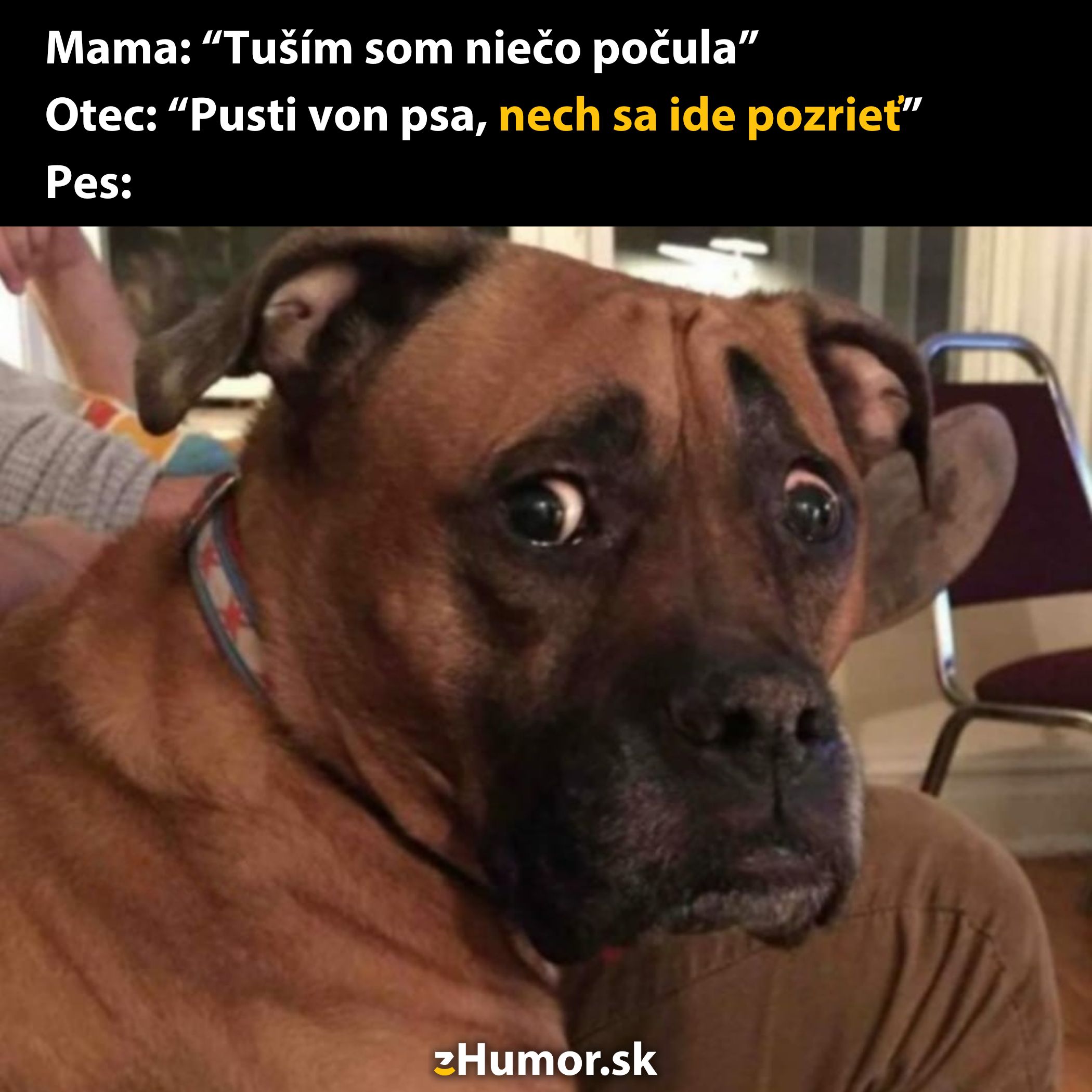 Pes s vystrašeným pohľadom sedí na gauči, reakcia na rozhovor rodičov o hluku vonku.