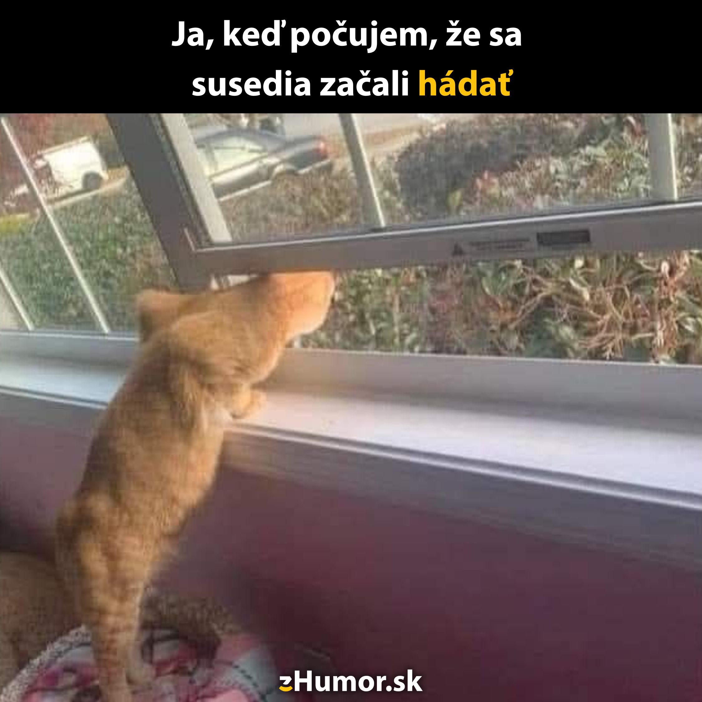 Mačka zvedavo pozerá cez otvorené okno, reaguje na zvuky zvonka.