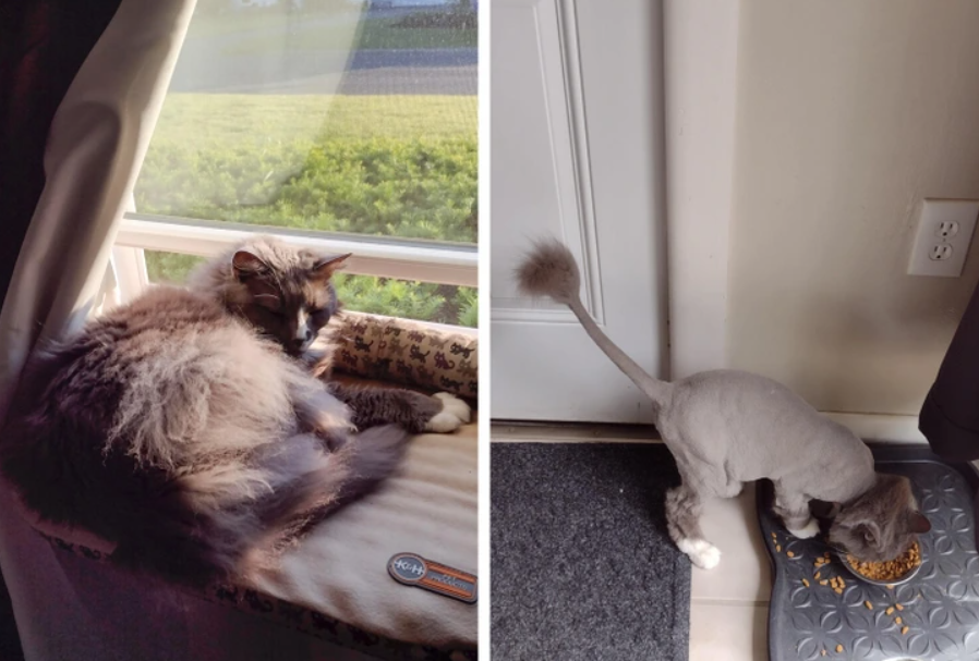Dlhá chlpatá mačka na parapete vedľa ostrihanej mačky, ktorá je pri miske s jedlom.