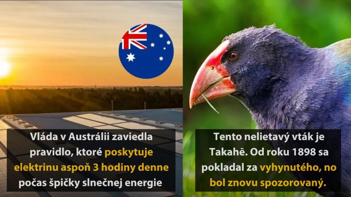 Solárna energia v Austrálii a vzkriesenie nelietavého vtáka Takahe, považovaného za vyhynutého.