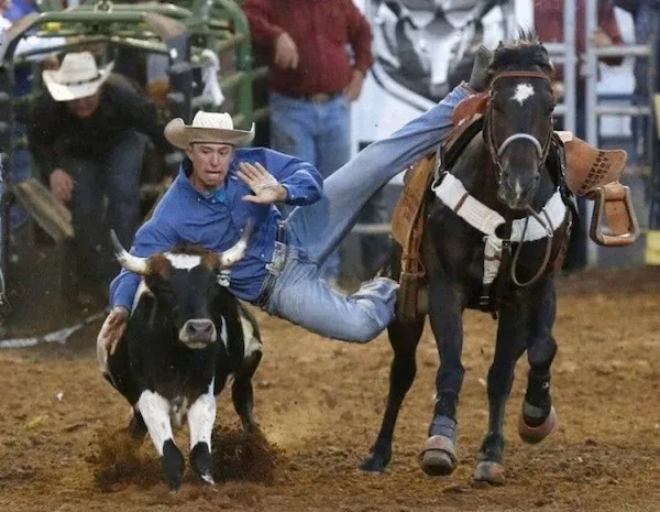 Rodeo jazdec skočí z koňa na býka počas predstavenia, oblečený v klobúku a modrej košeli v aréne.