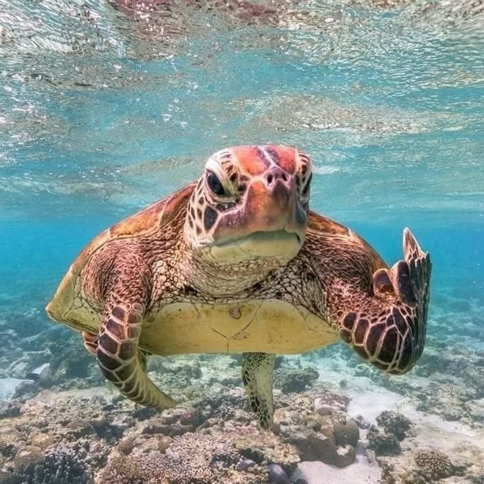 Podmorská korytnačka pláva nad koralmi v čistej modrej vode oceánu.
