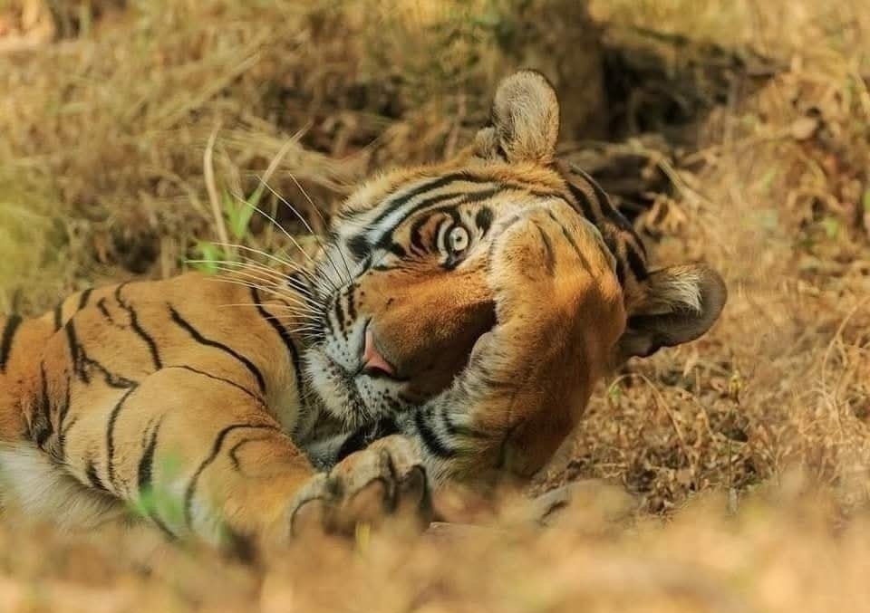 Tiger leží v tráve a zakrýva si tvár labou, vyzerá pokojne a uvoľnene v prírodnom prostredí.
