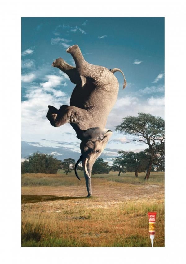 Slon stojí na chobote v africkej savane, pri ňom je tuba lepidla. Kreatívna reklama na silné lepidlo.