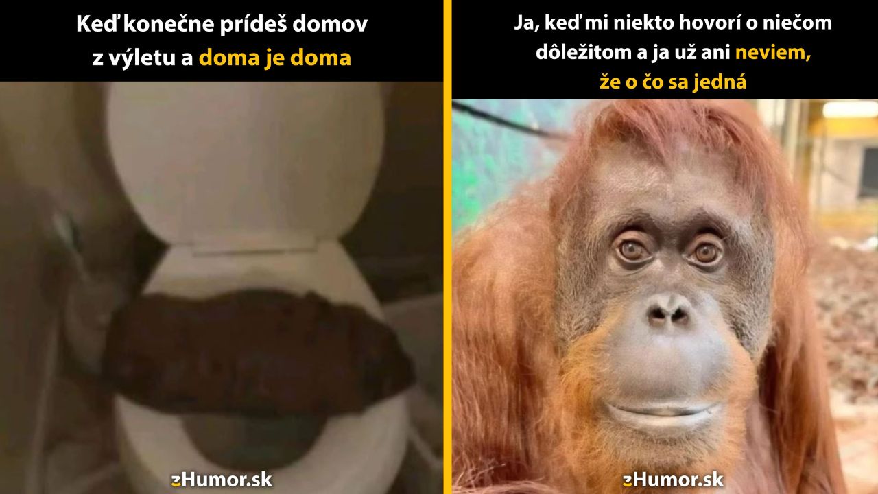 Dve humorné obrázky: WC miska a zmätený orangutan. Textové memy o návrate domov a nechápavosti.