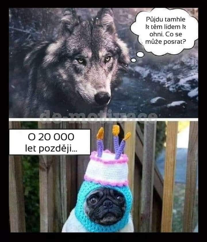 Vlk sa rozhodne prísť k ľuďom, čo vyústi o 20 000 rokov neskôr do oblečeného psa v kostýme torty.