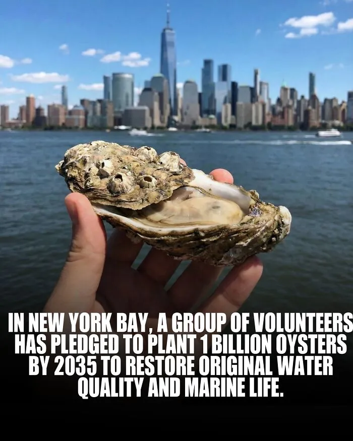 Ruka držiaca ustricu na pozadí panorámy New Yorku, projekt obnovy ekosystému New York Bay do roku 2035.