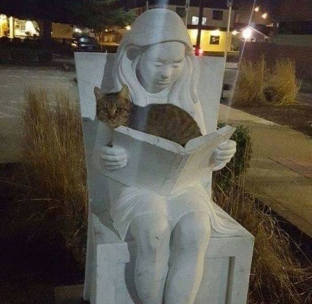 Socha dievčaťa s knihou v lone, vedľa nej sedí mačka v noci na ulici.