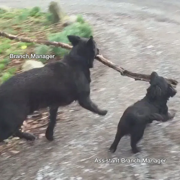 Dva psy nesú konár, jeden s popisom Branch Manager, druhý Assistant Branch Manager, vtipná hierarchia.