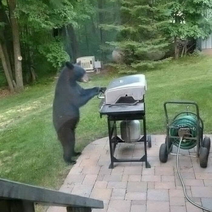 Medveď skúma gril na záhrade pri lese.