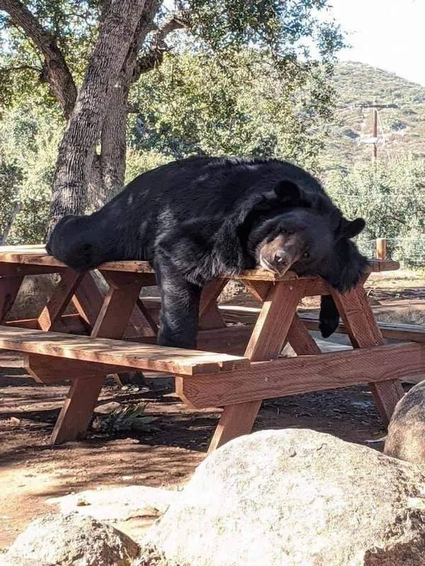 Medveď ležiaci na piknikovej lavičke v lese, pôsobí pokojne a uvoľnene pod letným slnkom.