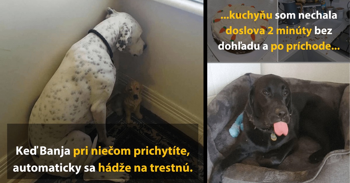 Psi Banjo a jeho kamaráti zachytení pri vylomeninách v kuchyni po dvoch minútach bez dozoru.