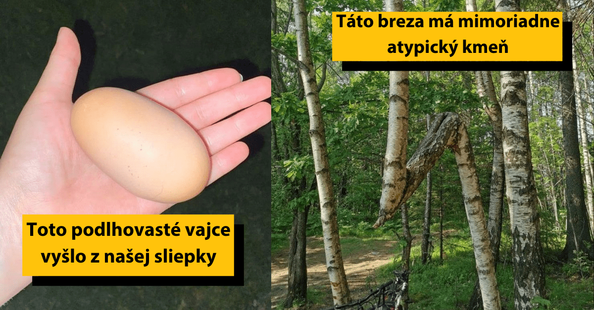 Podlhovasté vajce v ruke a breza s atypickým kmeňom v lese.