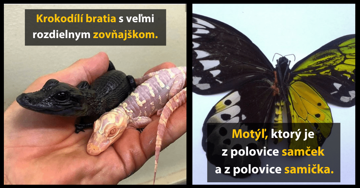 Rôznofarební krokodíli na ľavej strane, unikátny motýľ s polovičným rozdielom pohlavia na pravej strane.