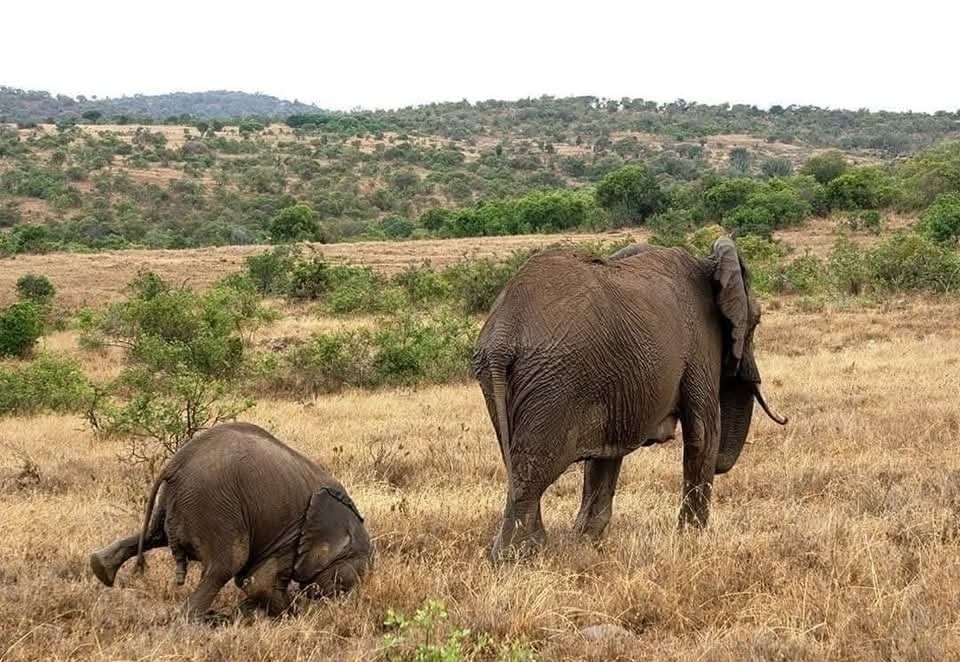 Dva slony na prechádzke v africkej savane, jeden mláďa objavuje krajinu.