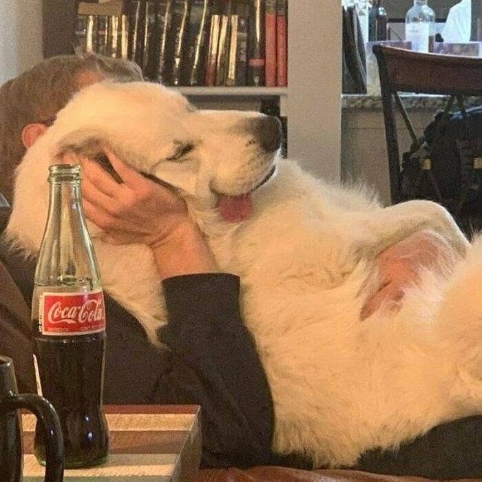 Muž objíma veľkého bieleho psa na pohovke, vedľa stojí fľaša Coca-Coly.