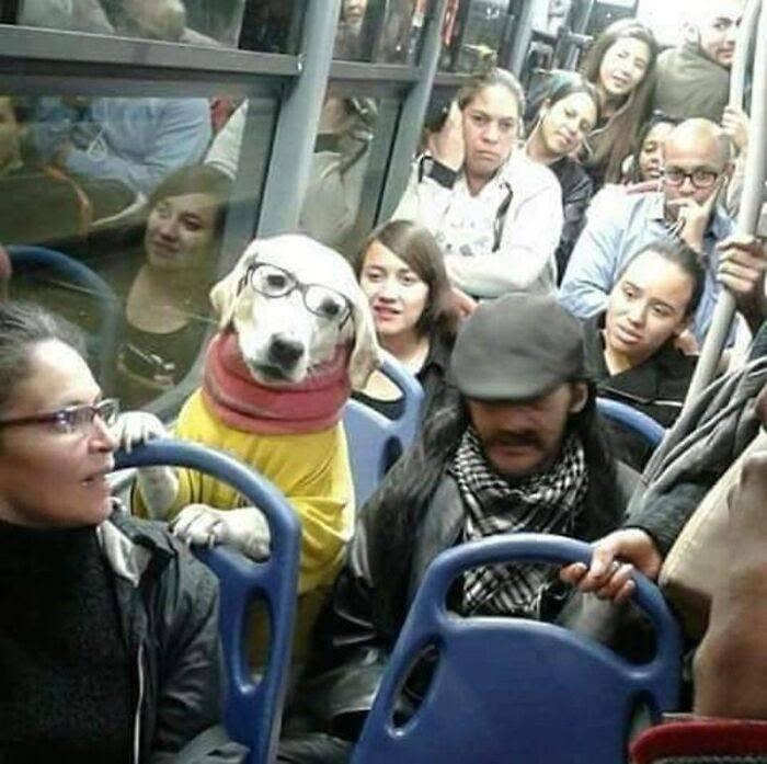 Pes v žltej mikine a okuliaroch cestuje autobusom, sediac medzi pasažiermi.