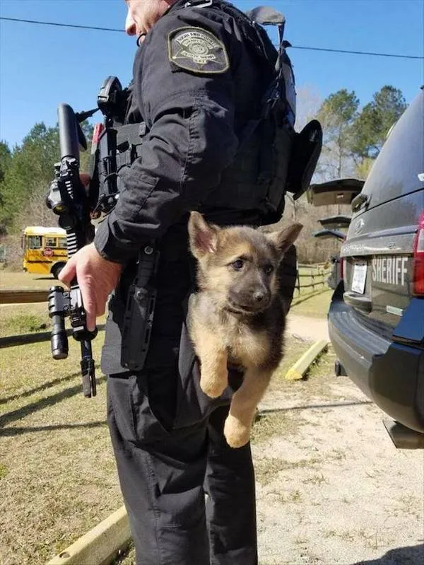 Policajt so zbraňou nesie šteniatko v uniforme vedľa auta.