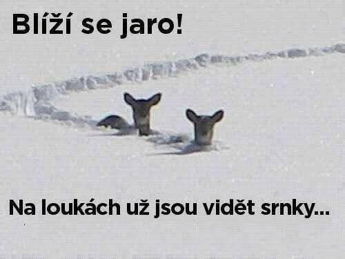 Srnky prechádzajúce snehom signalizujú príchod jari.