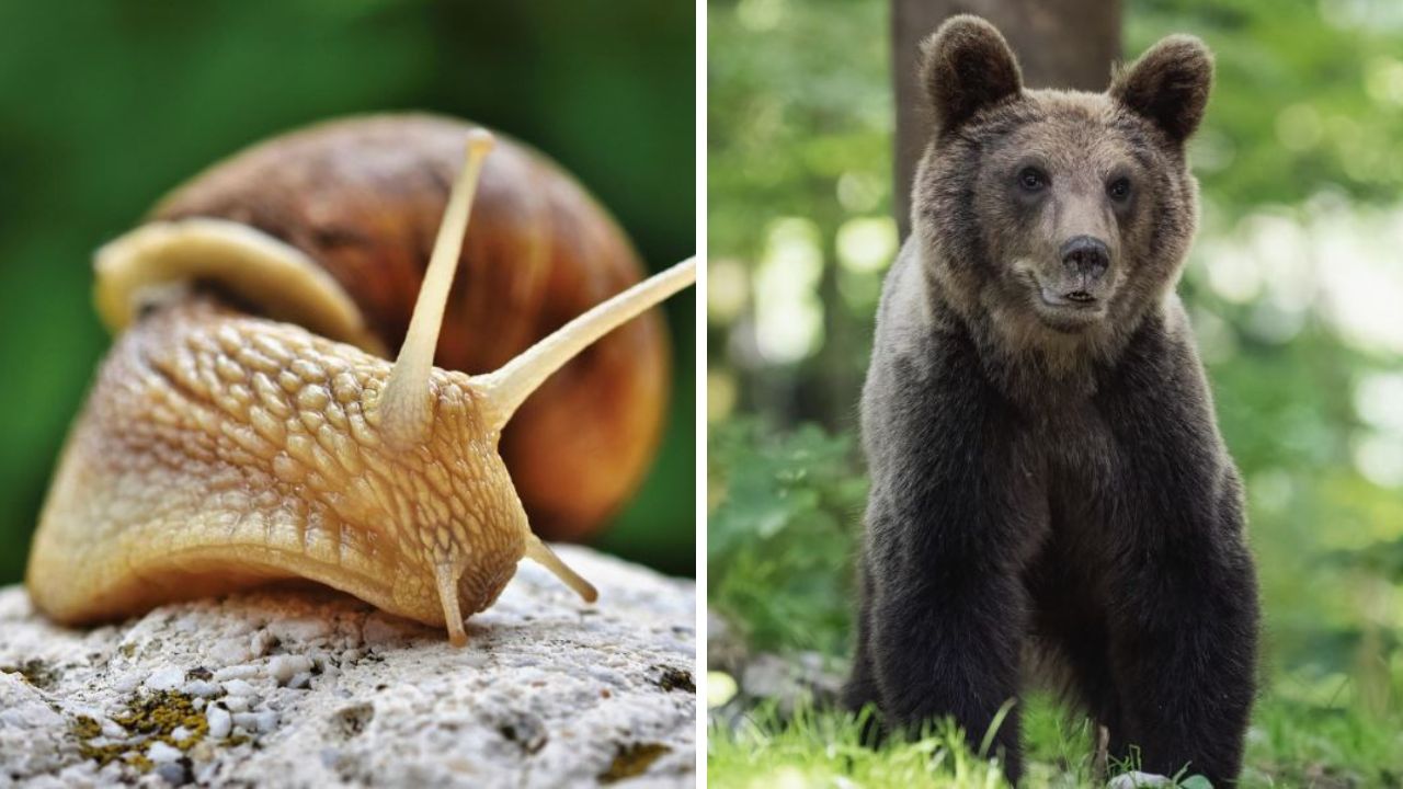 Zvierací kvíz, ktorý si zamiluje každý! Dokážeš odpovedať na všetko?