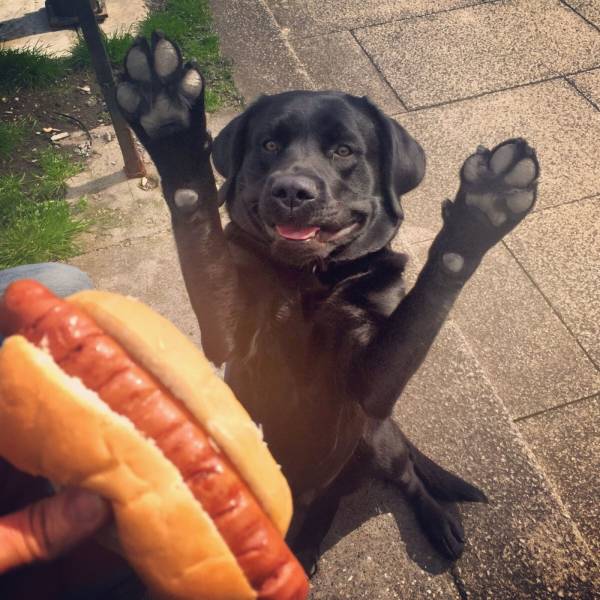 Šťastný čierny pes s labkami hore sleduje hot dog v ruke človeka na chodníku.