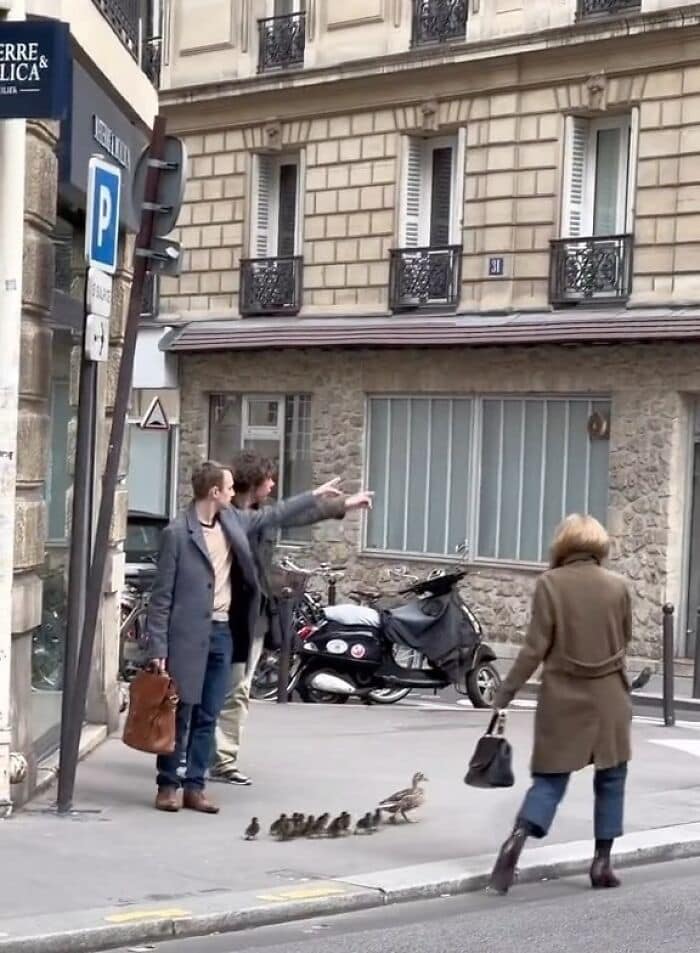 Kačacia rodina prechádza cez cestu, kým ľudia v kabátoch gestikulujú na parížskej ulici.